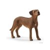 Schleich 13895 Rhodesische Ridgeback